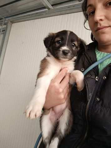 Cuccioli 2mesi taglia contenuta