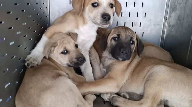 Cuccioli 4 mesi taglia contenuta