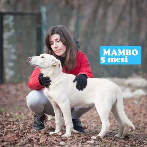 CUCCIOLI 5 MESI, MAKI, MAMBO e MINOU, ARRIVATI A BERGAMO, CERCANO CASA