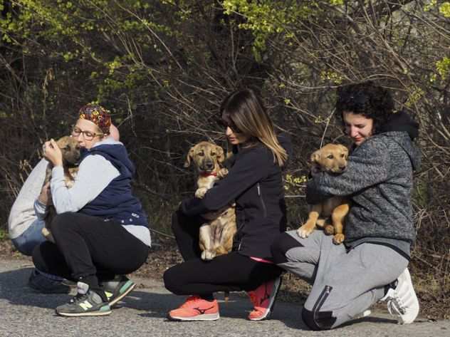 CUCCIOLI, 90 GIORNI, TAGLIA MEDIA, 4 FRATELLINI CERCANO CASA