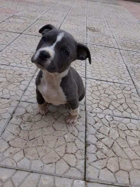 Cuccioli American Staffordshire Terrier Blu in Puglia