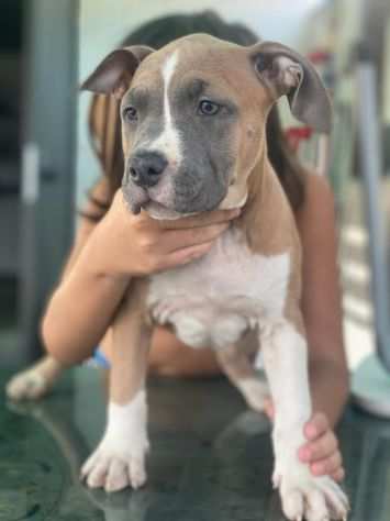 Cuccioli amstaff