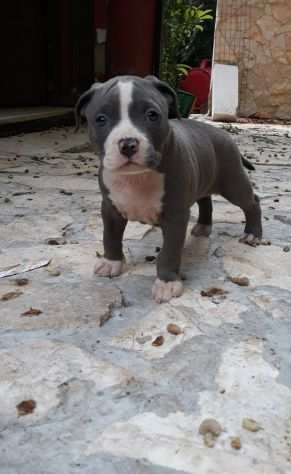 Cuccioli Amstaff Blu con pedigree in Puglia