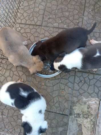 Cuccioli Amstaff con pedigree ENCI