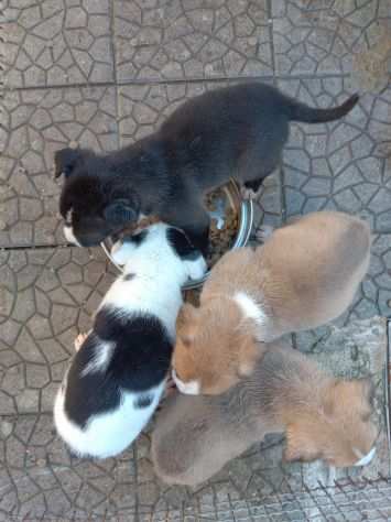 Cuccioli Amstaff con pedigree ENCI