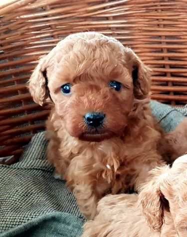 CUCCIOLI BARBONCINO TOY RED