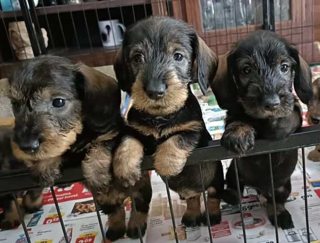 cuccioli bassotto a pelo duro taglia nana e kaninchen