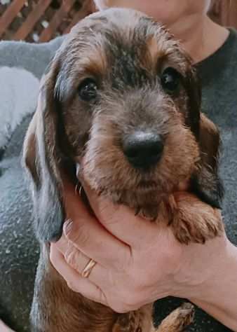 cuccioli bassotto a pelo duro taglia nana e kaninchen