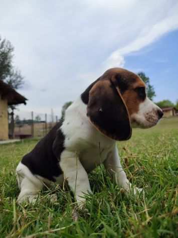 Cuccioli Beagle 4 mesi