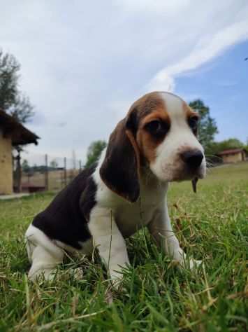 Cuccioli Beagle 4 mesi