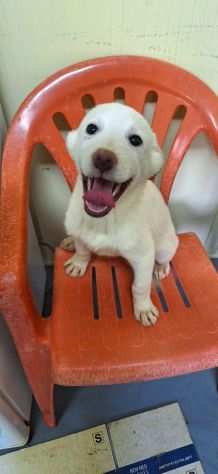 Cuccioli bellissimi in canile cercano urgentemente casa