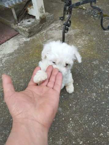 Cuccioli bichon maltese