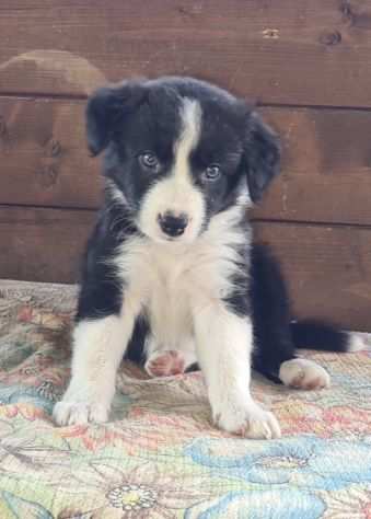 Cuccioli Border Collie -Bracciano-Roma-