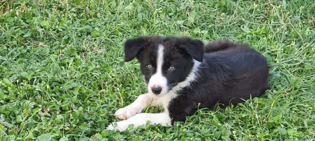 Cuccioli Border Collie -Bracciano-Roma-