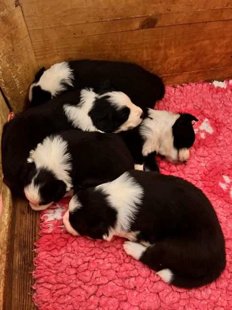 Cuccioli Border Collie di alta genealogia