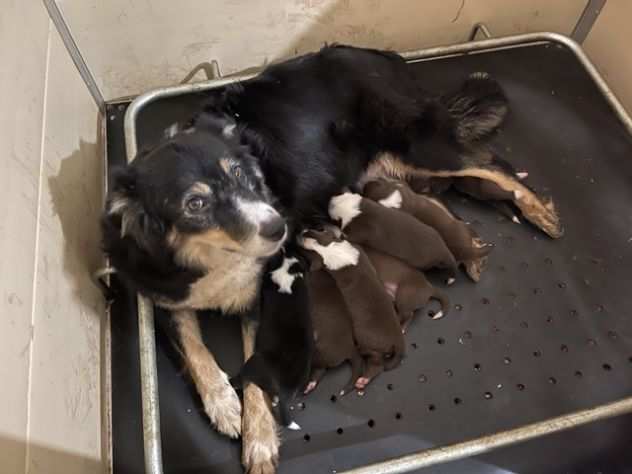 Cuccioli Border Collie di alta genealogia