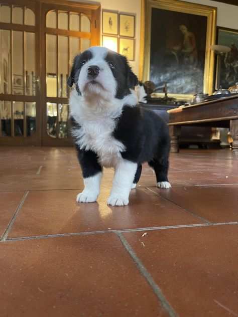 Cuccioli border collie di alta genealogia