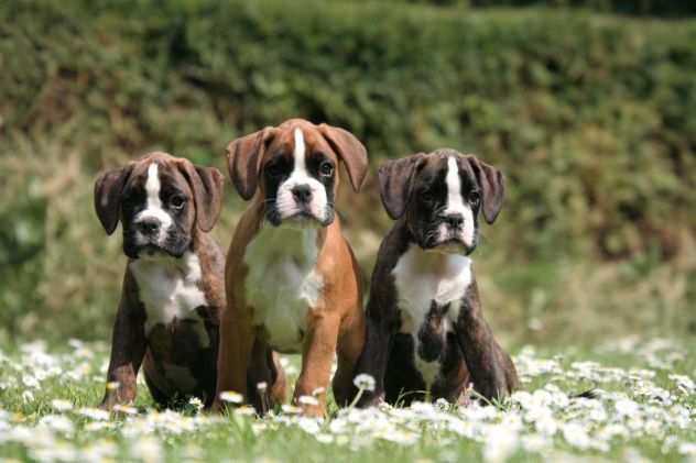 Cuccioli Boxer con Pedigree