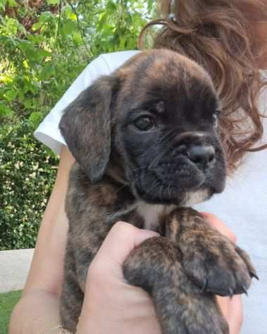 CUCCIOLI BOXER con pedigree da ALLEVAMENTO