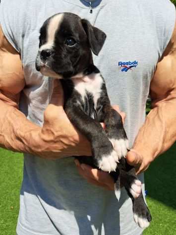 CUCCIOLI BOXER con pedigree da ALLEVAMENTO