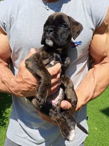 CUCCIOLI BOXER con pedigree da ALLEVAMENTO