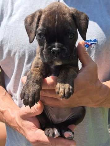 CUCCIOLI BOXER con pedigree da ALLEVAMENTO