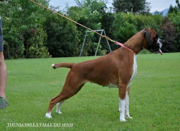 CUCCIOLI BOXER VENDO- ALLEVAMENTI CUCCIOLI BOXER