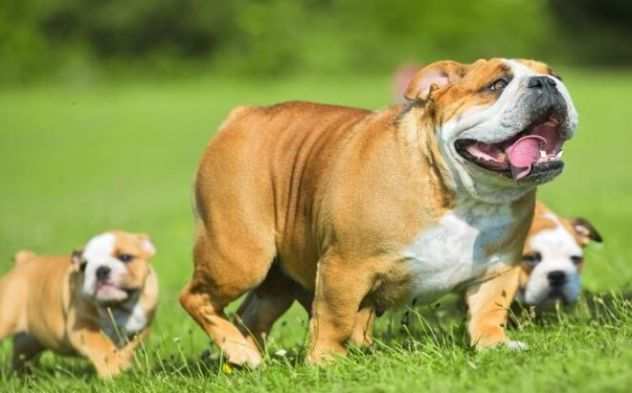 cuccioli Bulldog Inglese