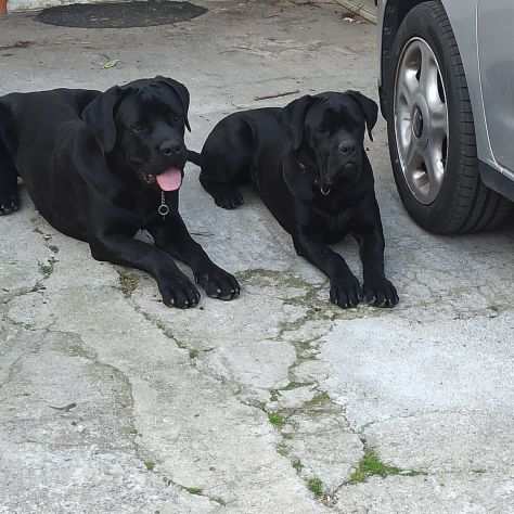 Cuccioli Cane Corso