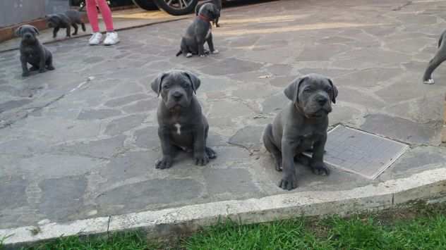 Cuccioli cane corso