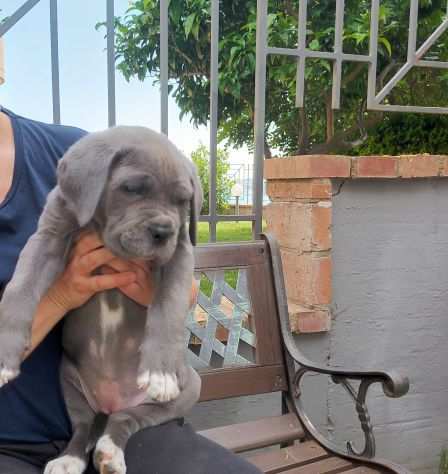 Cuccioli cane corso