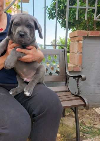 Cuccioli cane corso