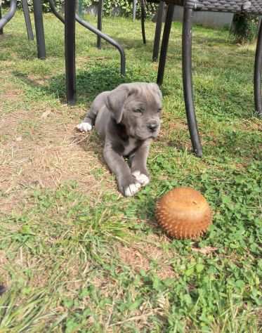 Cuccioli cane corso