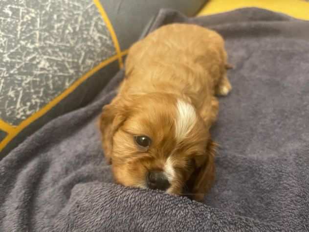 Cuccioli cavalier king