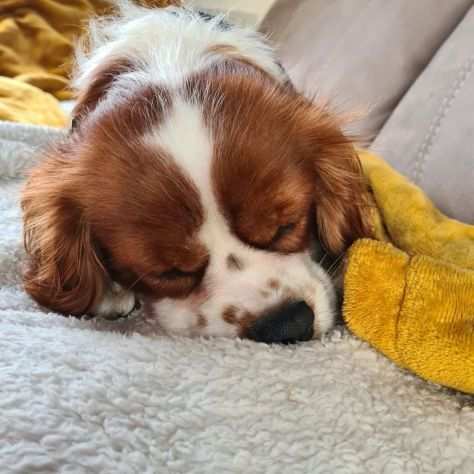 Cuccioli cavalier king