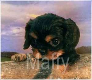 Cuccioli Cavalier king