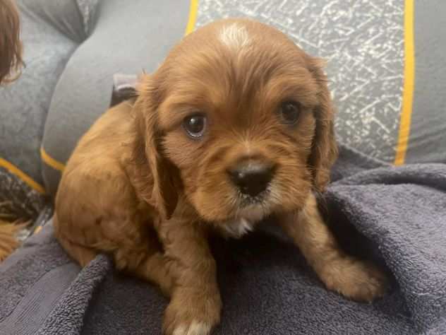 Cuccioli cavalier king