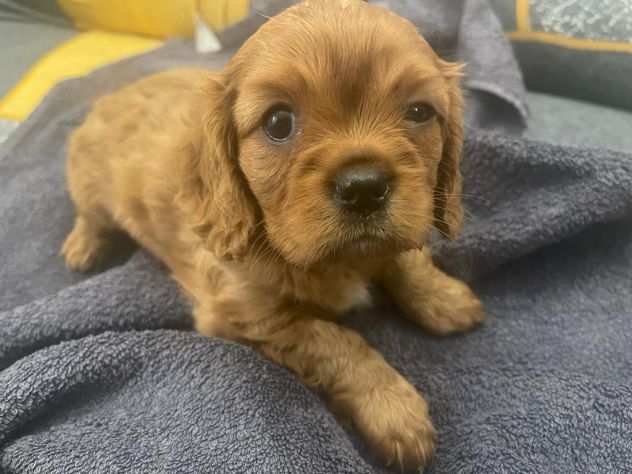 Cuccioli cavalier king