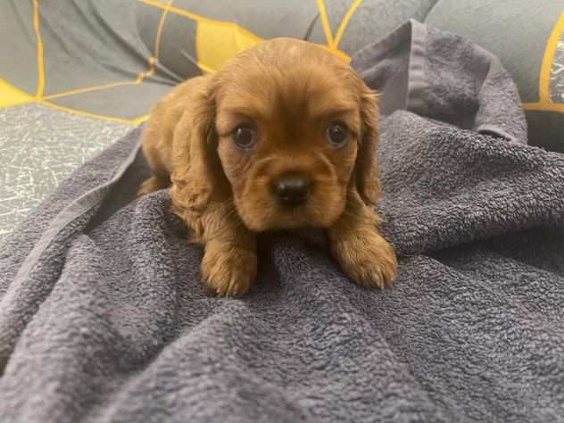 Cuccioli cavalier king