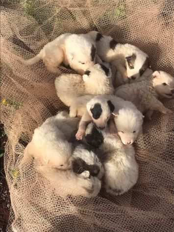 Cuccioli cercano casa