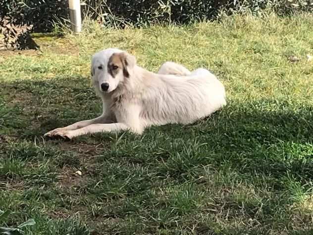 Cuccioli cercano casa