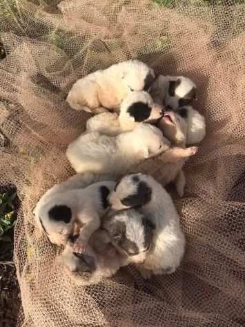 Cuccioli cercano casa