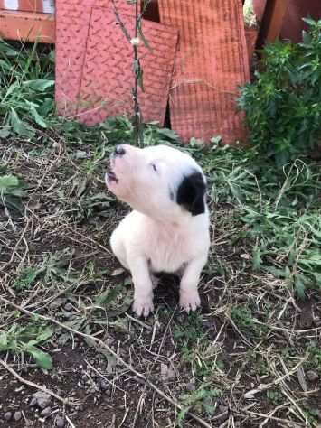 Cuccioli cercano casa