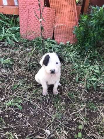 Cuccioli cercano casa