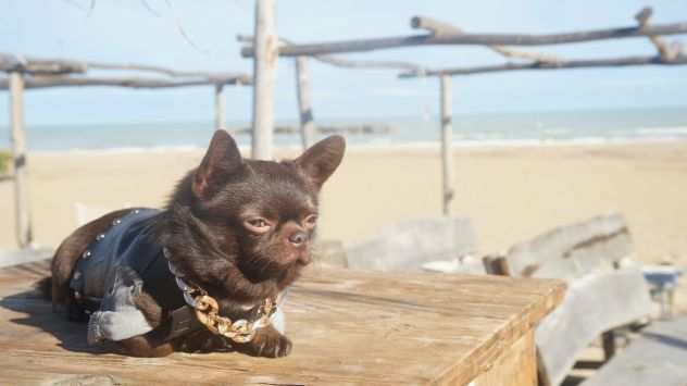 cuccioli chihuahua