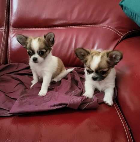 Cuccioli Chihuahua Disponibili