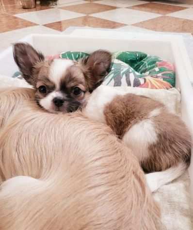 Cuccioli Chihuahua Disponibili