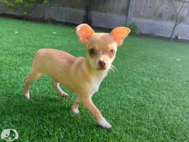 Cuccioli Chihuahua mini