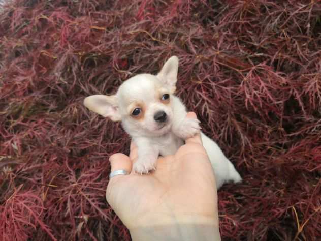 Cuccioli chihuahua Toy