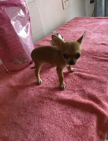 Cuccioli chihuahua toy